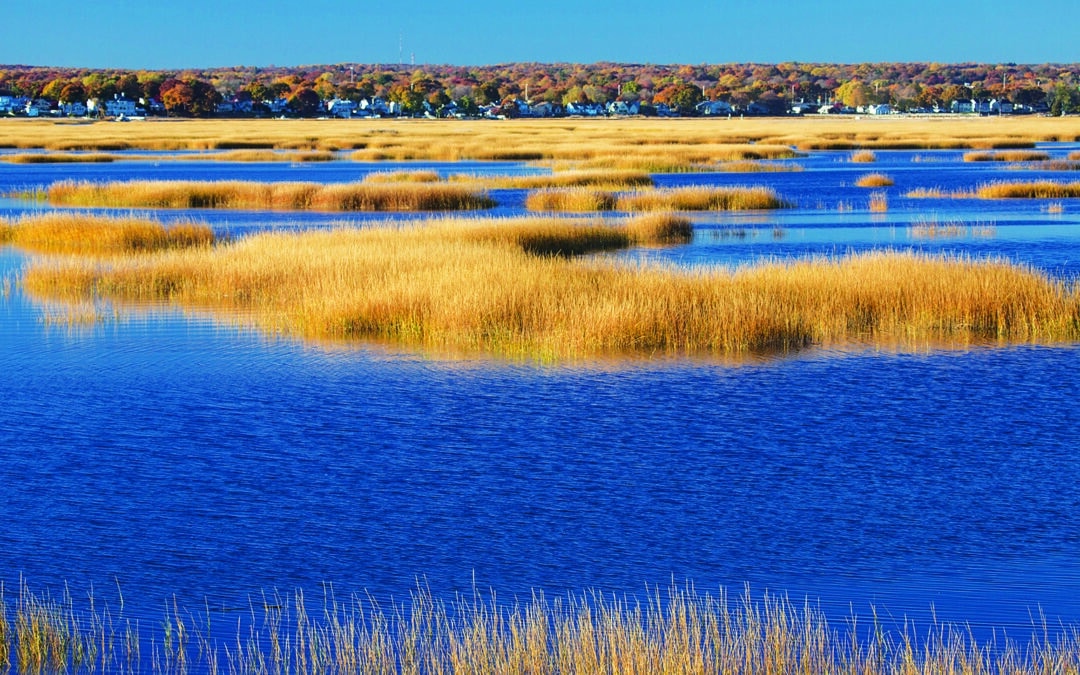 Supreme Court Paves Way for Wetlands Development